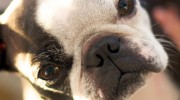 terrier_1
